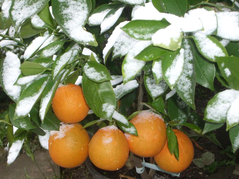 C. sinensis "Newhall"